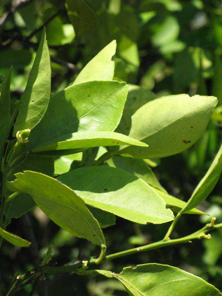              Sun leaves (Winter Haven, FL)       